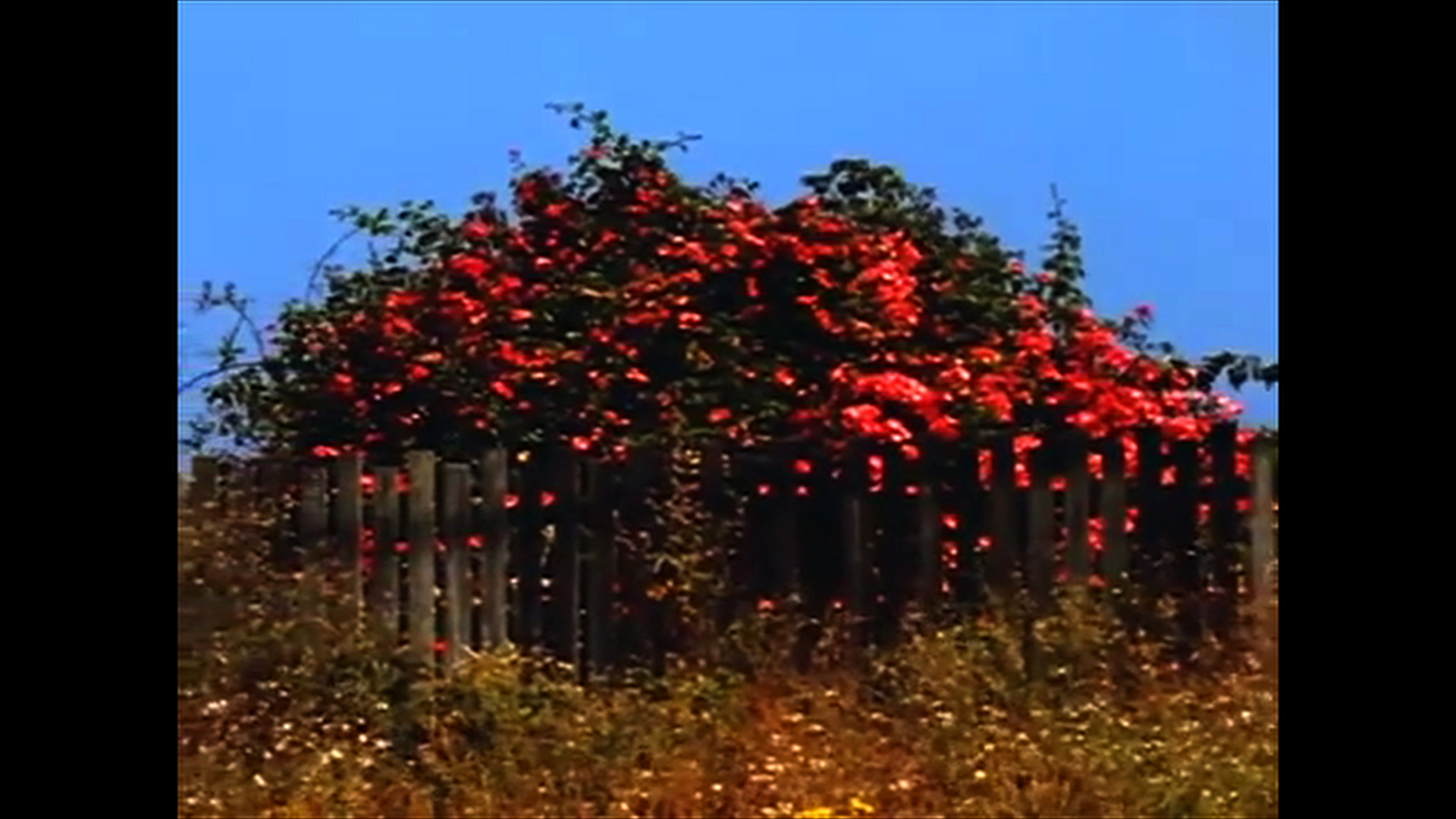 SemTitulo9 Nem todas as Flores da Falta _Cine Esquema_Novo foto 8 - Carlos Adriano